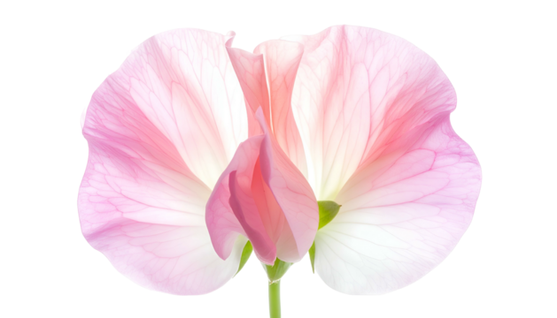 Close-up of a delicate sweet pea flower in shades of pink and white, isolated on black