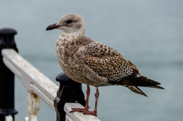 Seagulls resting on the structure of Brighton Palace Pier on a winter's day. Brighton, England - United Kingdom