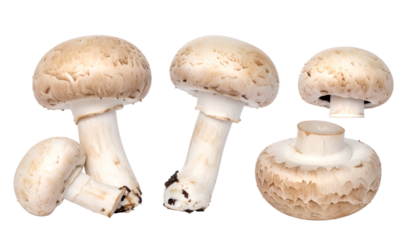 Several mushrooms with various angles and a sliced one, against a black backdrop