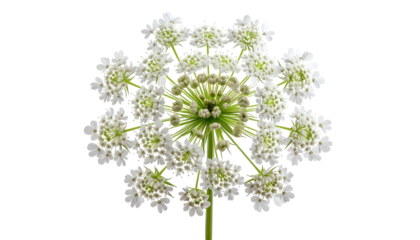 Close-up of delicate white flower head with radial bloom, against dark background