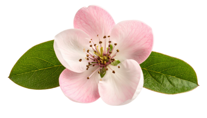 Close-up of a delicate pink and white blossom with green leaves