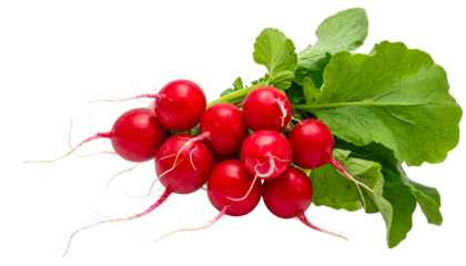 Close-up of freshly harvested bunch of bright red root vegetables with vibrant green leaves