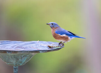 bluebird drinking from bird bath