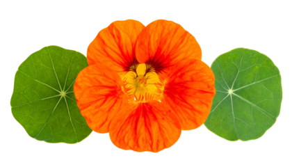 Vivid orange flower with yellow center and two green circular leaves on a black backdrop