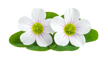 Close-up of two delicate white blossoms, adorned with purple stripes, atop vibrant green foliage