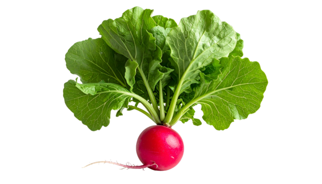 Close-up of a vibrant red root vegetable with green leafy tops, isolated on black