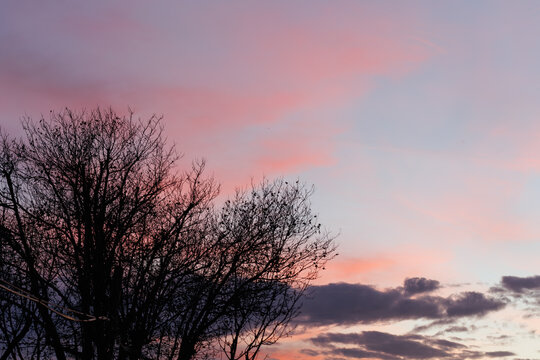 beautiful sunset sky with clouds and silhouette of a tree for the purpose of web and design usage
