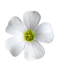 Close-up of a delicate white flower with four petals, isolated on a black background