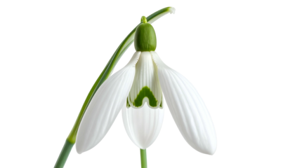 Delicate close-up of a white flower with green accents against a black background