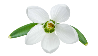 Close-up of a delicate snowdrop flower featuring white petals and green accents
