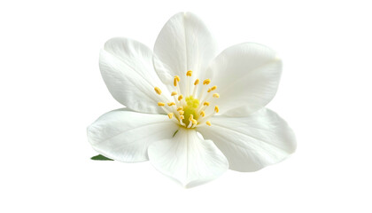 Obraz premium Isolated, pure white blossom with delicate petals, gold center, on a clean, black background
