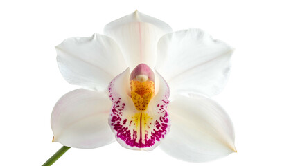 Fototapeta na wymiar Close-up of a vibrant white orchid blossom with a colorful patterned center, isolated on black