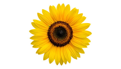 Fototapeta premium Close-up of a vibrant sunflower, its petals radiating outwards against a black background (1)