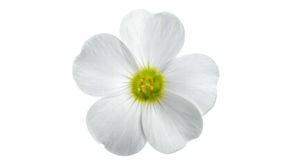 Close-up of a delicate white flower with five petals and a yellow-green center