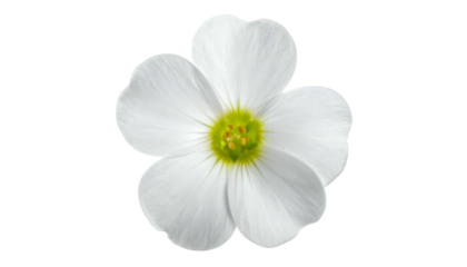 Close-up of a delicate white flower with five petals and a yellow-green center