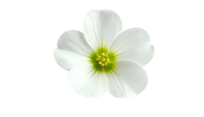 Close-up of a delicate white flower with five petals, green center, isolated on black