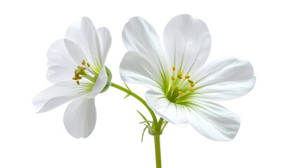 Close-up of two delicate, pristine white blossoms with yellow stamen