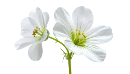 Close-up of two delicate, pristine white blossoms with yellow stamen