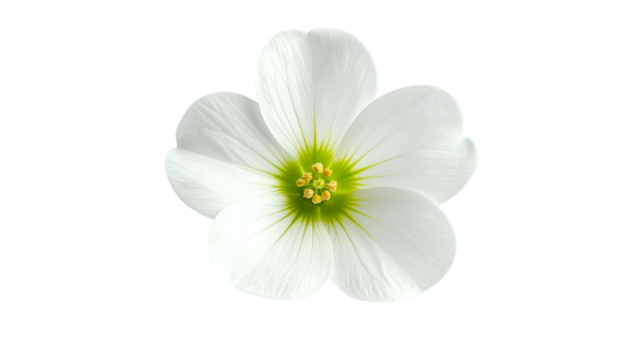 Close-up of a delicate white flower with five petals, green center, isolated on black