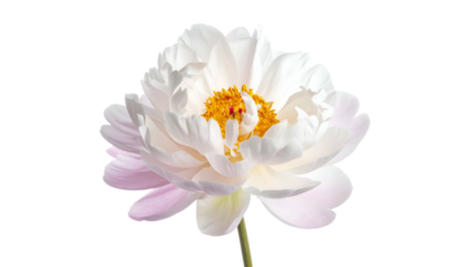 Close-up of a delicate white peony bloom, detailed petals and a bright yellow center