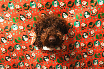 Cute dog poking head through santa christmas wrapping paper