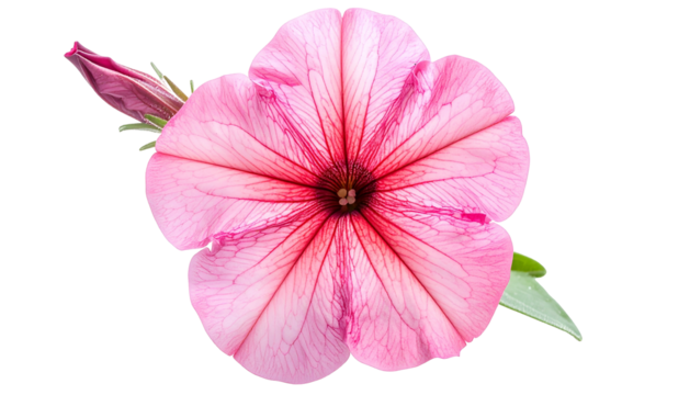 Close-up of a vibrant pink flower with intricate red veins and a partially open bud