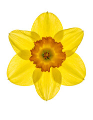 Overhead view of a vibrant yellow flower with a brown central cup, set against black