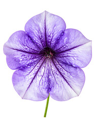 Close-up of a vibrant purple flower with intricate veins, isolated against a black background