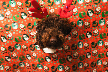 Funny dog wearing reindeer antlers breaking christmas wrapping paper