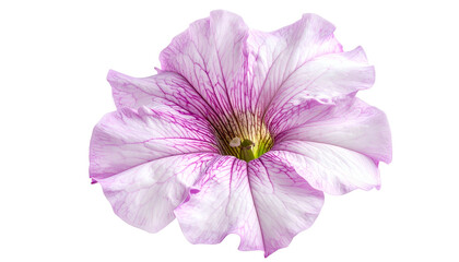 Close-up of a delicate, multi-toned flower with intricate vein patterns and a dark center