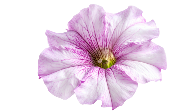 Close-up of a delicate, multi-toned flower with intricate vein patterns and a dark center