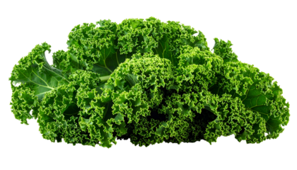 Close-up of lush, vibrant green curly kale leaves, isolated on a stark black background
