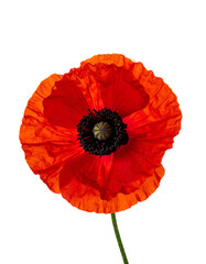 Close-up of a vibrant red flower with a dark center, isolated on a black background