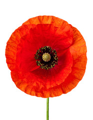 Close-up of a vibrant red poppy, showcasing delicate petals and intricate details