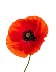 Close-up of a vibrant red poppy flower, isolated against a stark black background