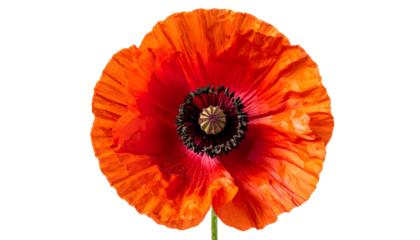 Vivid close-up shot of a vibrant, fiery red poppy flower against a stark black background