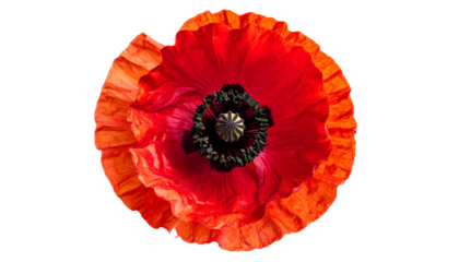 Overhead vibrant macro shot of a poppy flower with layers of red petals