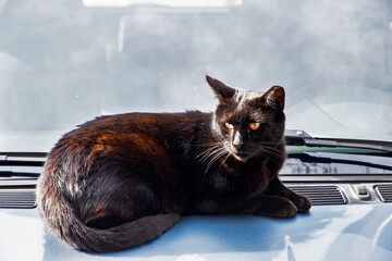 Black cat lying on a sunlit car hood outdoors, relaxed and alert in natural daylight