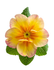 Close-up of a vibrant yellow flower with pink edges, green leaves on black background