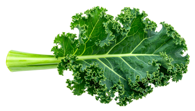 Close-up of a single vibrant, ruffled green leaf with a sturdy stem against black