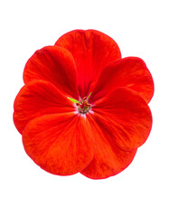 Obraz premium Close-up of a vibrant red flower, showing delicate petals against a stark black background