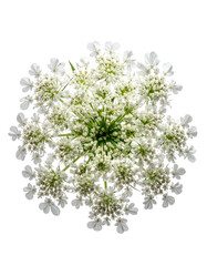 Close-up of a delicate white flower head with numerous tiny blooms on a black background