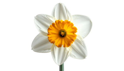 Close-up of a vibrant daffodil, featuring white petals and a bright orange-yellow center (1)
