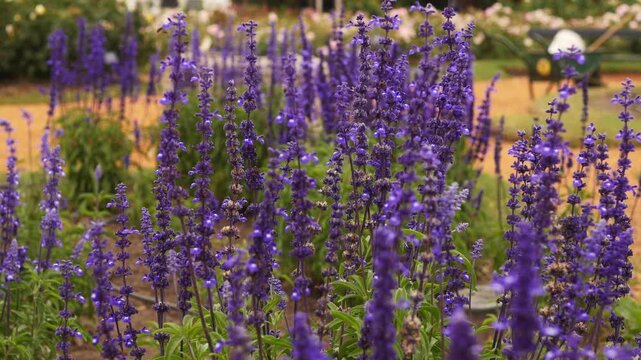Field of tall purple flowers illustrating pollinator friendly growth 