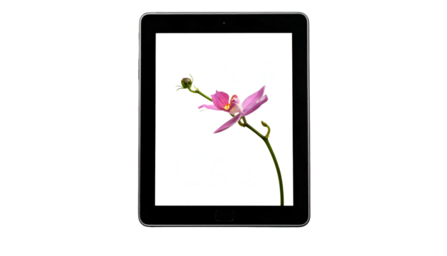 Tablet displaying vibrant pink orchid on white screen, framed against stark black background