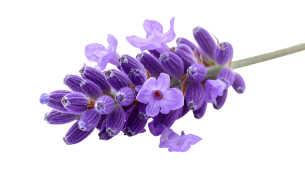 Close-up of a sprig of lavender flowers isolated on a solid black background