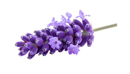 Close-up of a sprig of purple lavender flowers with a long green stem
