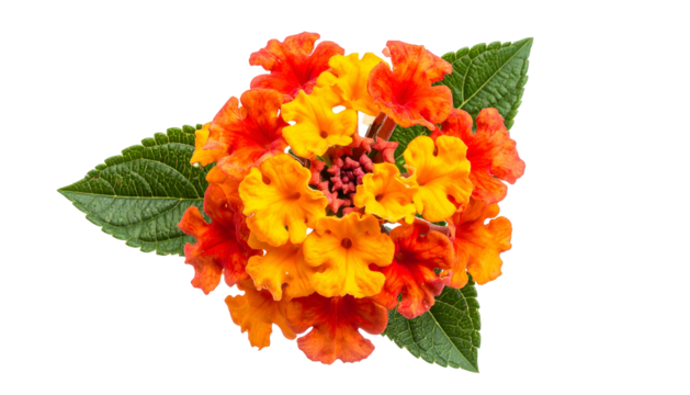Close-up of a vibrant cluster of orange and yellow flowers with green leaves