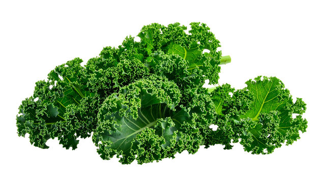 Close-up of fresh, vibrant green curly kale leaves, isolated on a black background