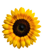 Fototapeta premium Close-up of a vibrant sunflower against a black background, fully open